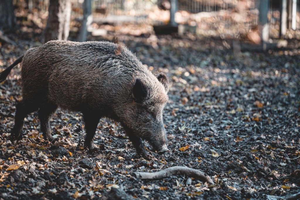 La chasse au sanglier