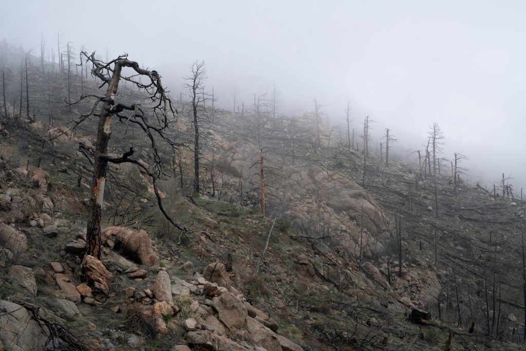impact des incendies sur la chasse
