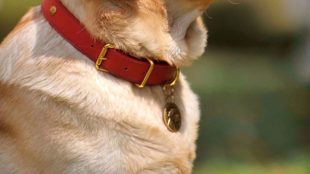 un chien avec un collier rouge