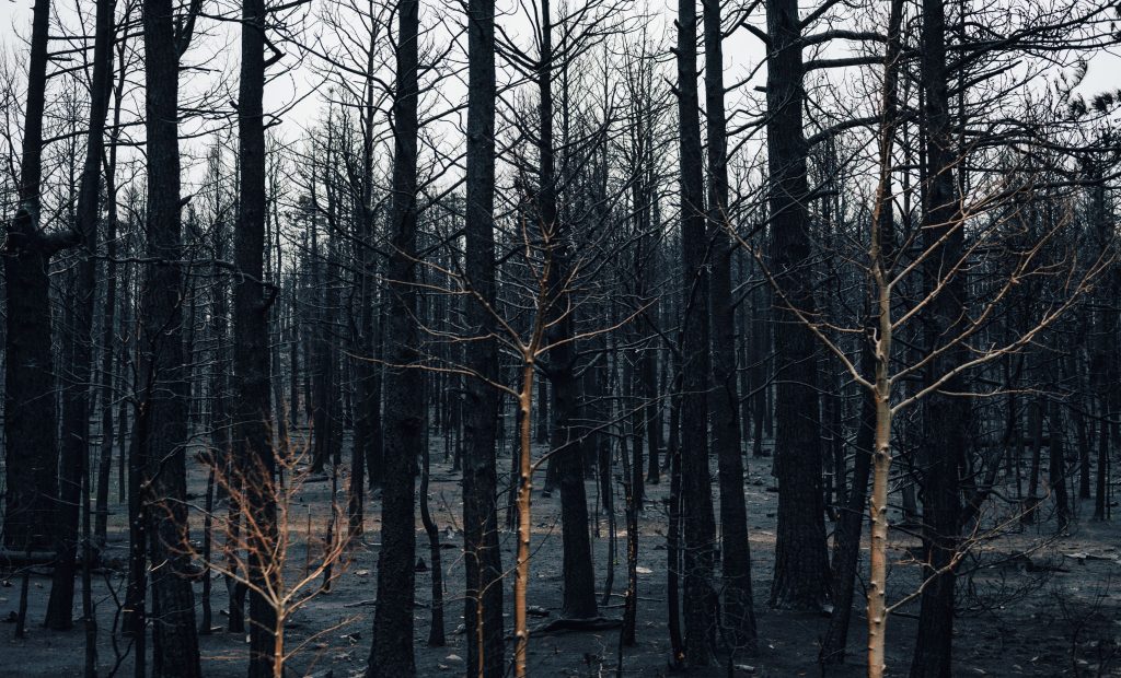 Forêt calcinée après un incendie, troncs noircis et sol brûlé