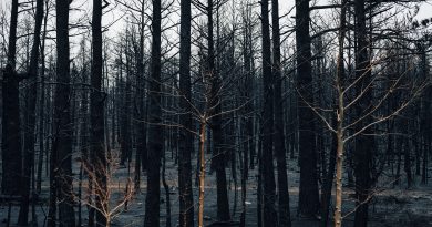 Forêt calcinée après un incendie, troncs noircis et sol brûlé