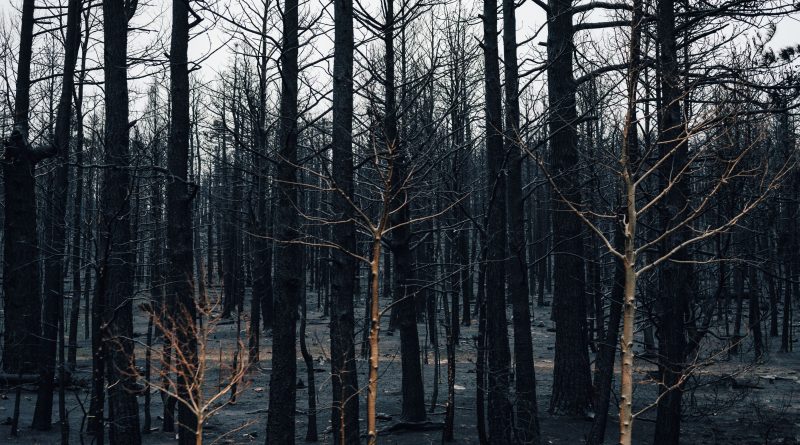 Forêt calcinée après un incendie, troncs noircis et sol brûlé